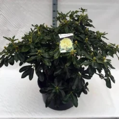 Rhododendron (Rhododendron 'Horizon Monarch') -Goedkope Hof Zaais Winkel rho. horizon monarch c80