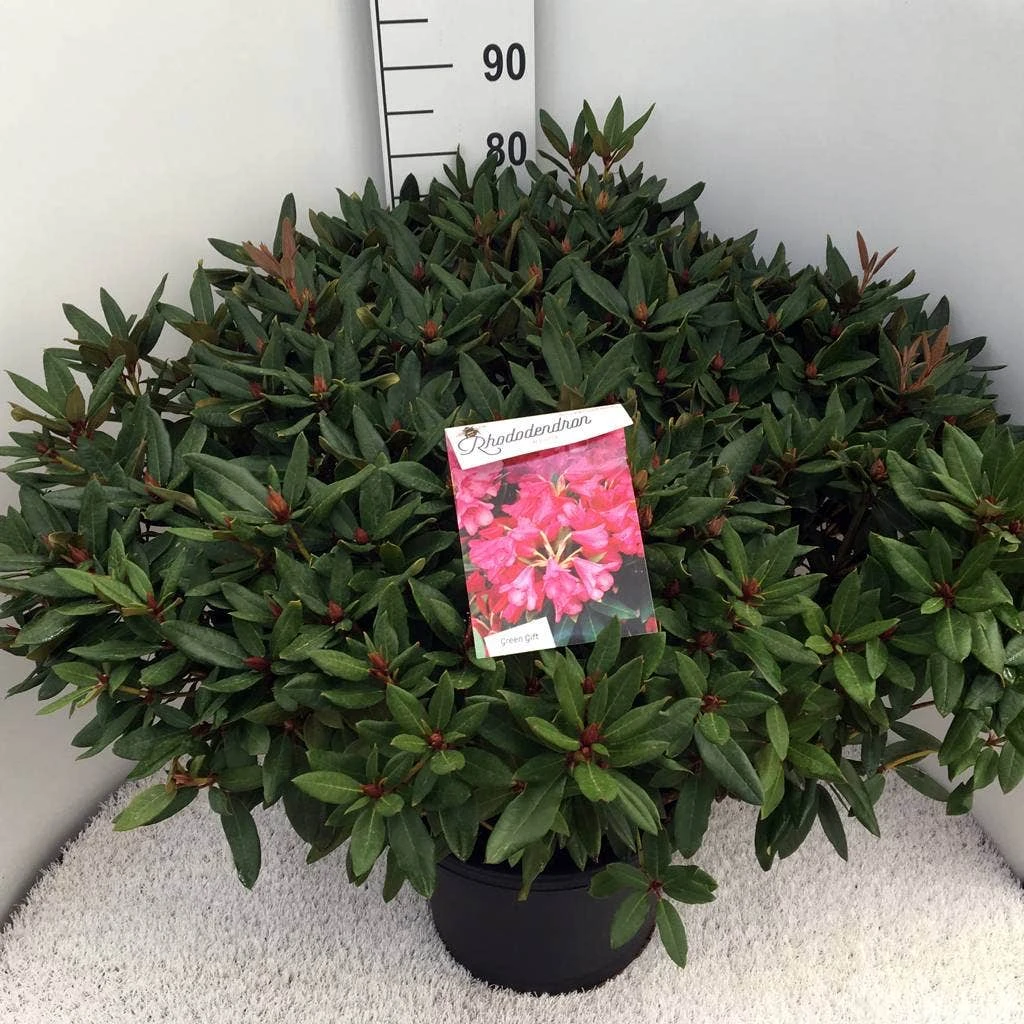 Rhododendron (Rhododendron 'Winsome') 5 Rhododendron (Rhododendron 'Winsome') - Afbeelding 5