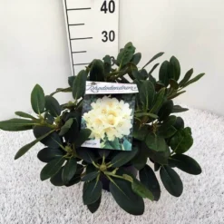 Rhododendron (Rhododendron 'Flava') 7 Rhododendron (Rhododendron 'Flava') -Goedkope Hof Zaais Winkel rho. y flava c5