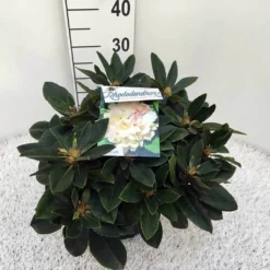 Dwergrhododendron (Rhododendron 'Golden Torch') 21 Dwergrhododendron (Rhododendron 'Golden Torch') -Goedkope Hof Zaais Winkel rho. y golden torch c5