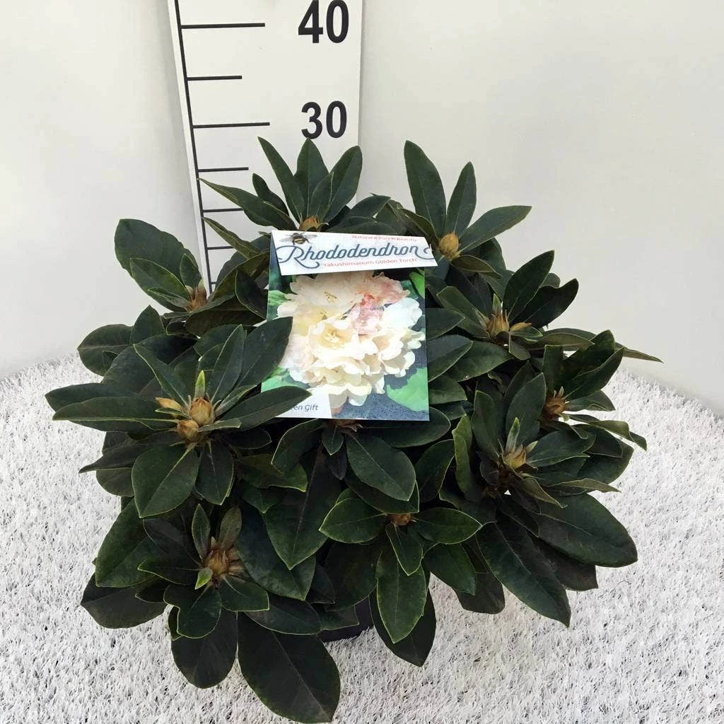 Dwergrhododendron (Rhododendron 'Golden Torch') 10 Dwergrhododendron (Rhododendron 'Golden Torch') - Afbeelding 10