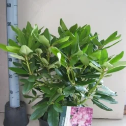 Rhododendron (Rhododendron Catawbiense 'Boursault') 17 Rhododendron (Rhododendron Catawbiense 'Boursault') -Goedkope Hof Zaais Winkel rhododendron boursault c5 aug