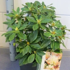 Dwergrhododendron (Rhododendron 'Golden Torch') 13 Dwergrhododendron (Rhododendron 'Golden Torch') -Goedkope Hof Zaais Winkel rhododendron golden torch c12 november 2