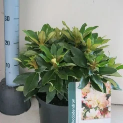 Dwergrhododendron (Rhododendron 'Golden Torch') 14 Dwergrhododendron (Rhododendron 'Golden Torch') -Goedkope Hof Zaais Winkel rhododendron golden torch c5 aug