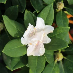 Dwergrhododendron (Rhododendron 'Golden Torch') 16 Dwergrhododendron (Rhododendron 'Golden Torch') -Goedkope Hof Zaais Winkel rhododendron y. golden torch 2