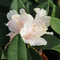 Dwergrhododendron (Rhododendron 'Golden Torch') 15 Dwergrhododendron (Rhododendron 'Golden Torch') -Goedkope Hof Zaais Winkel rhododendron y. golden torch 3