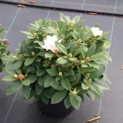 Dwergrhododendron (Rhododendron 'Golden Torch') 17 Dwergrhododendron (Rhododendron 'Golden Torch') -Goedkope Hof Zaais Winkel rhododendron y. golden torch 5