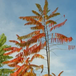Fluweelboom (Rhus Typhina)