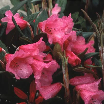 Rhododendron (Rhododendron 'Winsome') 1 Rhododendron (Rhododendron 'Winsome')