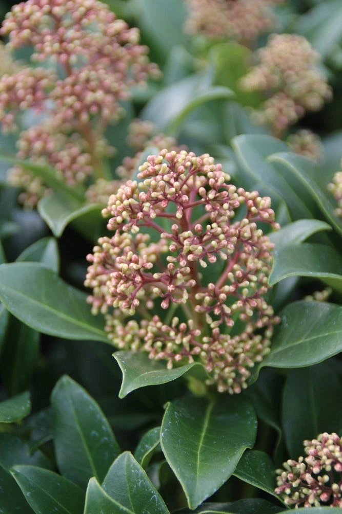 Skimmia (Skimmia Japonica 'Fragrant Cloud') 5 Skimmia (Skimmia Japonica 'Fragrant Cloud') - Afbeelding 5