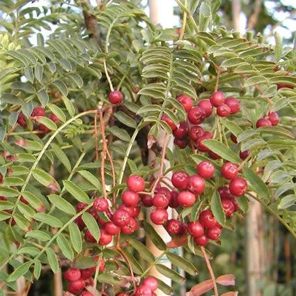 Chinese Lijsterbes (Sorbus Vilmorinii) 2 Chinese Lijsterbes (Sorbus Vilmorinii) - Afbeelding 2