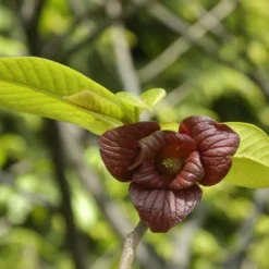 Pawpaw (Asimina Triloba)