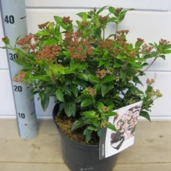Groenblijvende Sneeuwbal (Viburnum Tinus 'Eve Price') 24 Groenblijvende Sneeuwbal (Viburnum Tinus 'Eve Price') -Goedkope Hof Zaais Winkel viburnum eve price c5 6 11 2018 2