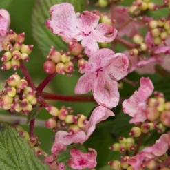 Japanse Sneeuwbal (Viburnum Plicatum 'Kilimandjaro Sunrise')