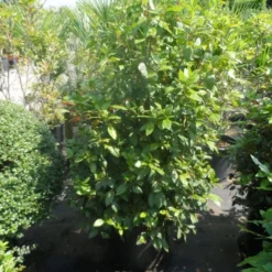 Groenblijvende Sneeuwbal (Viburnum Tinus 'Eve Price') 27 Groenblijvende Sneeuwbal (Viburnum Tinus 'Eve Price') -Goedkope Hof Zaais Winkel viburnum tinus eve price 125 150 c50