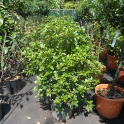 Groenblijvende Sneeuwbal (Viburnum Tinus 'Eve Price') 26 Groenblijvende Sneeuwbal (Viburnum Tinus 'Eve Price') -Goedkope Hof Zaais Winkel viburnum tinus eve price 80 100 c20