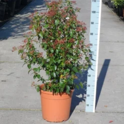 Groenblijvende Sneeuwbal (Viburnum Tinus 'Eve Price') 21 Groenblijvende Sneeuwbal (Viburnum Tinus 'Eve Price') -Goedkope Hof Zaais Winkel viburnum tinus eve price 80 100 c20
