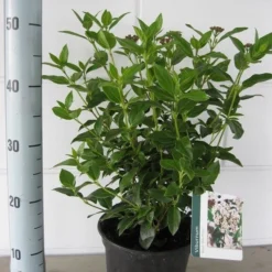 Groenblijvende Sneeuwbal (Viburnum Tinus 'Eve Price') 22 Groenblijvende Sneeuwbal (Viburnum Tinus 'Eve Price') -Goedkope Hof Zaais Winkel viburnum tinus eve price c3 september 2
