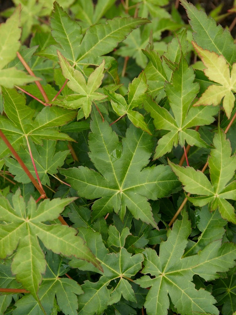 Japanse Esdoorn (Acer Palmatum 'Bi Hoo') 2 Japanse Esdoorn (Acer Palmatum 'Bi Hoo') - Afbeelding 2