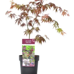 Japanse Esdoorn (Acer Palmatum 'Trompenburg') -Goedkope Hof Zaais Winkel wep 2333trompenburg