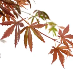 Japanse Esdoorn (Acer Palmatum 'Trompenburg') -Goedkope Hof Zaais Winkel wep 2336trompenburg
