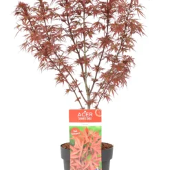 Japanse Esdoorn (Acer Palmatum 'Shaina') 12 Japanse Esdoorn (Acer Palmatum 'Shaina') -Goedkope Hof Zaais Winkel wep 8772
