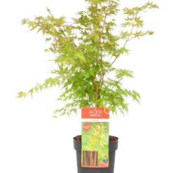 Japanse Esdoorn (Acer Palmatum 'Sangokaku') -Goedkope Hof Zaais Winkel wep 8839sangokaku