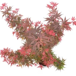 Japanse Esdoorn (Acer Palmatum 'Shaina') 13 Japanse Esdoorn (Acer Palmatum 'Shaina') -Goedkope Hof Zaais Winkel wep 9888